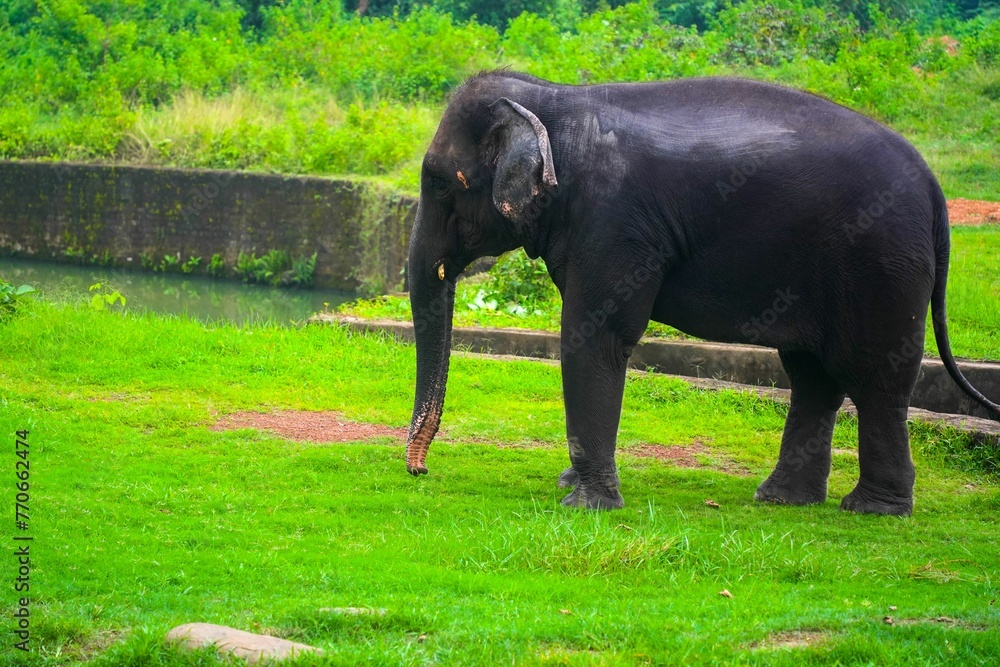 Indian elephant walking across a lush green field in front of an old brick wall