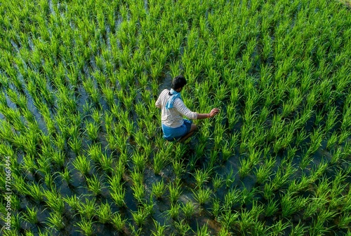 A farmer in a paddy field photo