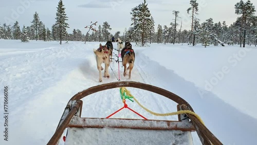 Dog sledding activity in the snowy forest in the Arctic during the daytime photo