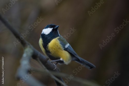 Great tit perched atop a slender tree branch.