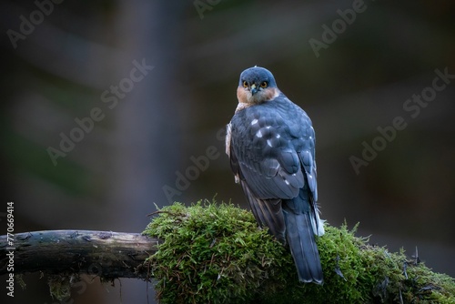Eurasian sparrowhawk bird perched on a mossy log.
