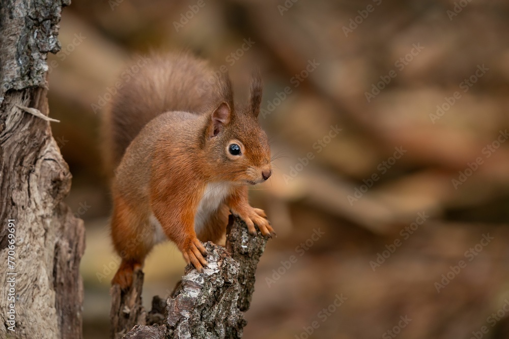 Closeup photograph of a Red squirrel in its natural habitat Closeup photograph of a Red squirrel in its natural habitat