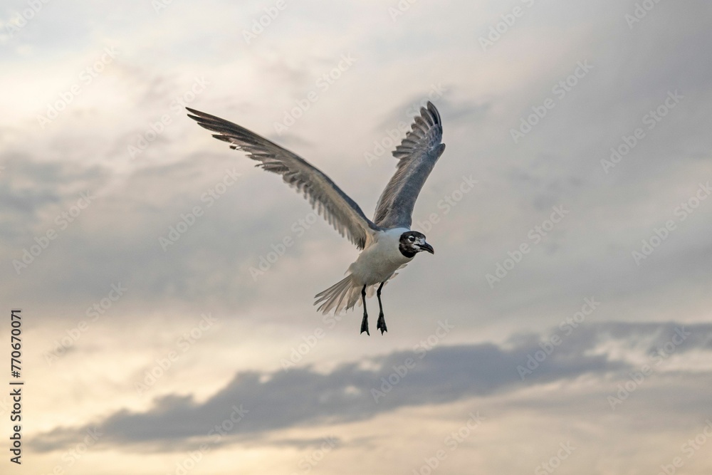 White seagull soaring gracefully through a dramatic sky with majestic shades of orange at sunset White seagull soaring gracefully through a dramatic sky with majestic shades of orange at sunset
