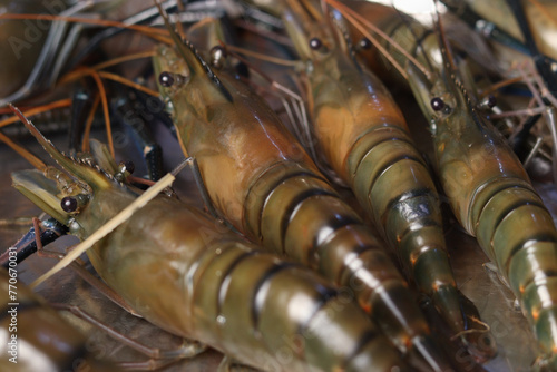 Selective focus on Raw lobster,Shrimp