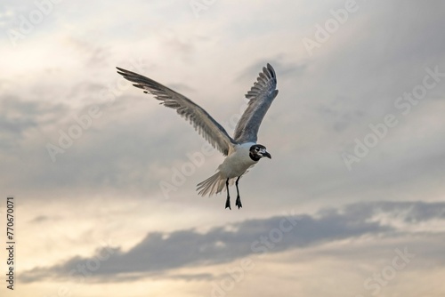 White seagull soaring gracefully through a dramatic sky with majestic shades of orange at sunset