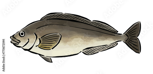 ほっけのイラスト　水彩・筆の線画