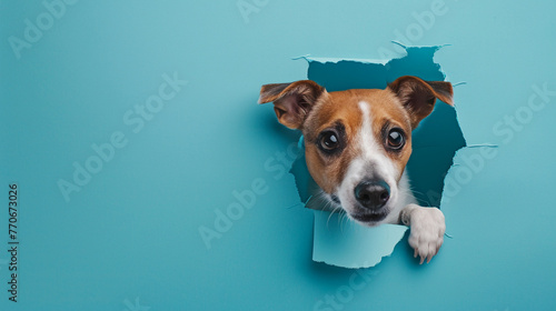 A dog peeking through the hole in blue paper background with copy space © Imran