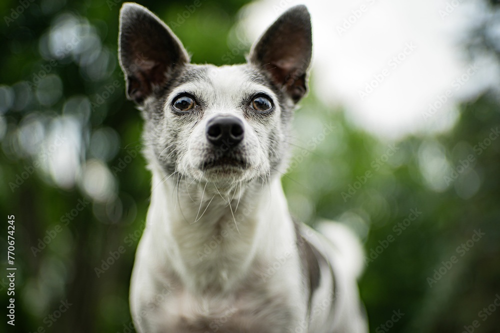 Closeup of a small Chihuahua breed dog, perched in a forest environment.