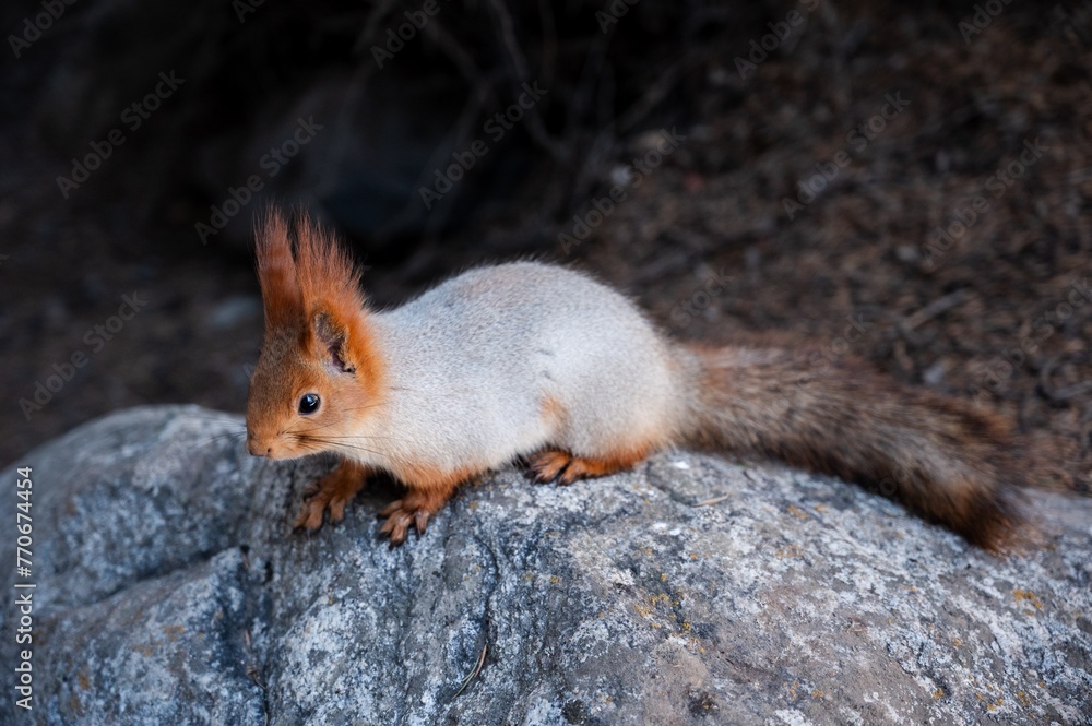 Eichhörnchen Eichhörnchen
