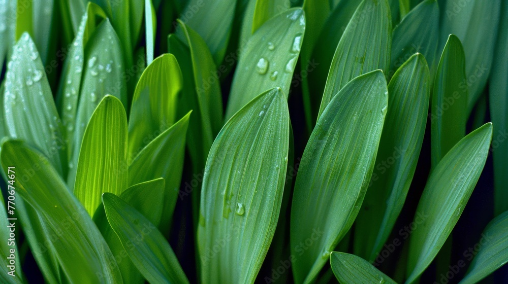 Obraz premium A close up of green grass with a few brown spots