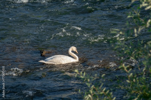 White swan swimming peacefully in a tranquil body of water
