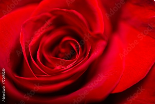 the center of a red rose  which is half full