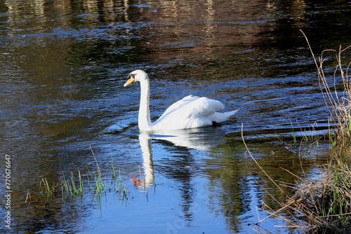 Majestic mute swan is gliding gracefully through a tranquil pond.