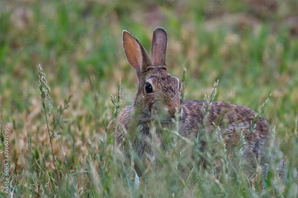 Obraz premium Small rabbit perched in lush green grass on a sunny field, gazing out into the horizon