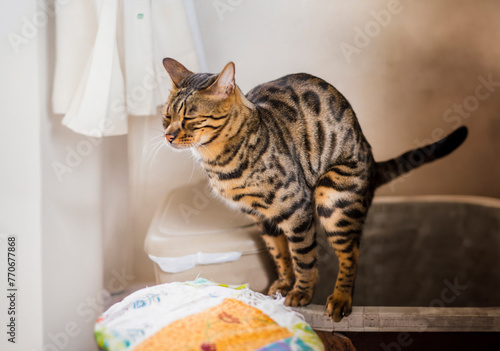 トイレでふんばるベンガル猫