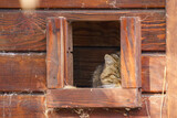 specimen of the European Wildcat (Felis silvestris) resting in a stall in the aviary during daylight hours, Poland