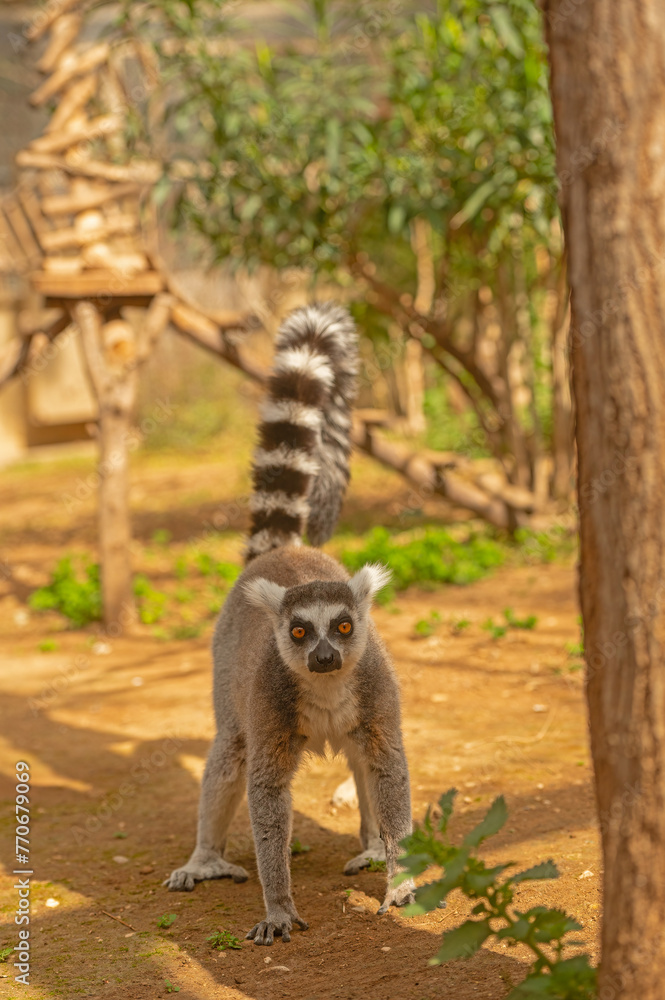 Obraz premium A lemur with bright orange eyes walks on the ground. Lemur catta
