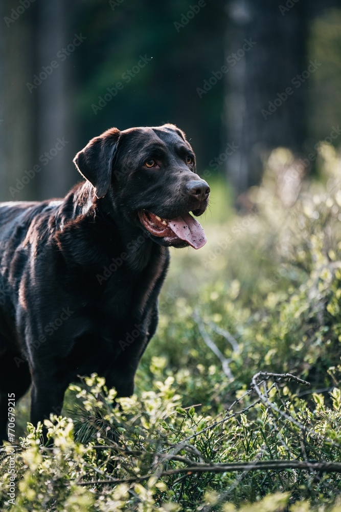 Black labrador in an outdoor setting surrounded by lush greenery. Black labrador in an outdoor setting surrounded by lush greenery.
