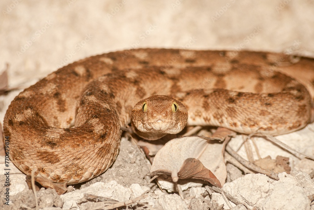 Close up of a saw scaled viper slithering through the wilderness in natural sunlight Close up of a saw scaled viper slithering through the wilderness in natural sunlight