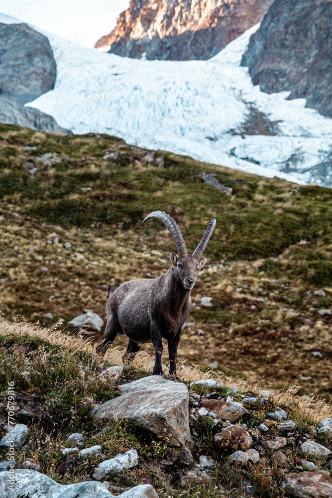 the mountain goat is standing on a rocky hillside above the snow TMB alpine ibex
