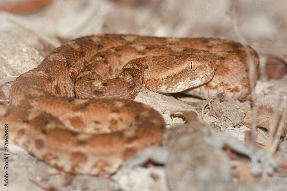 Obraz premium Close-up shot of a brown snake coiled atop a rocks and dry, autumn leaves in a rural field setting