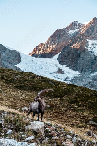 Mountain ibex standing on a rocky outcrop, looking out at a majestic snow-capped mountain