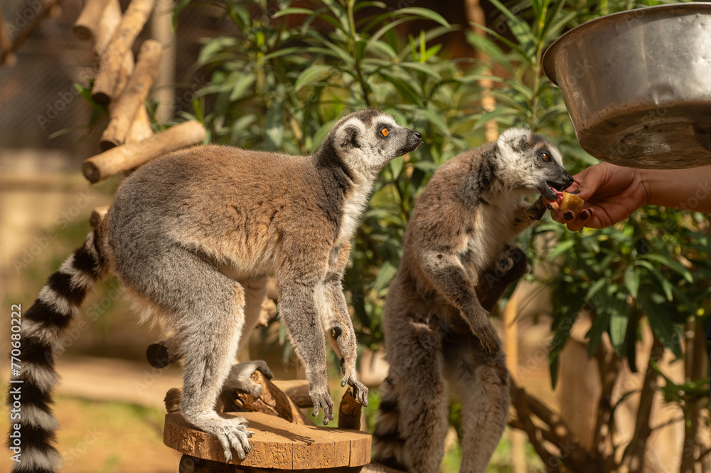 Obraz premium Lemur eating fruit from its carer's hand. Lemur catta