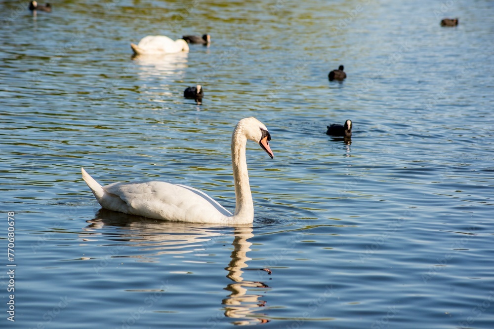 Obraz premium Swans and coots swimming in the lake