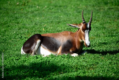 Bontebok antelope resting on a lush green grassy field photo