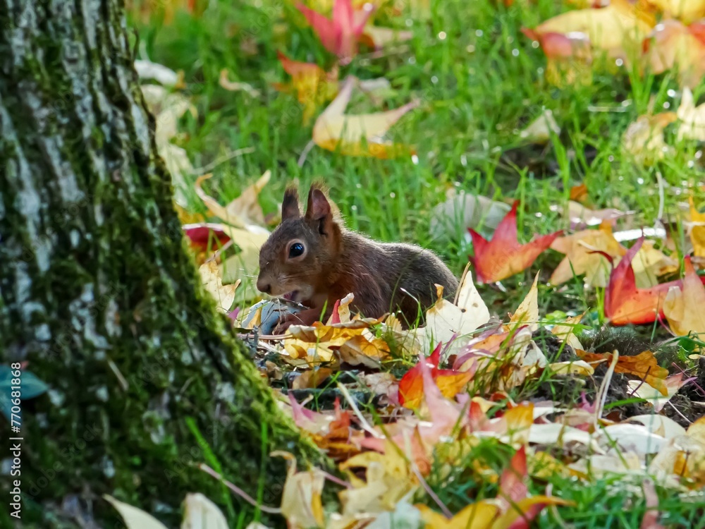 Fototapeta premium Cute and fluffy gray squirrel perched on a pile of golden autumn leaves
