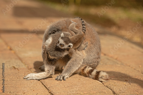 Baby lemur clinging to its mother's back. Lemur catta © TAMER YILMAZ