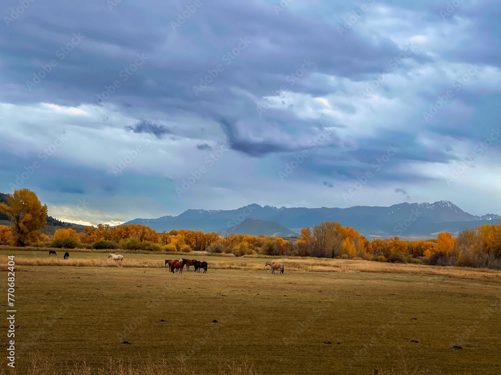Horses graze in a lush green meadow with  mountains in the background in Colorado - obrazy, fototapety, plakaty 