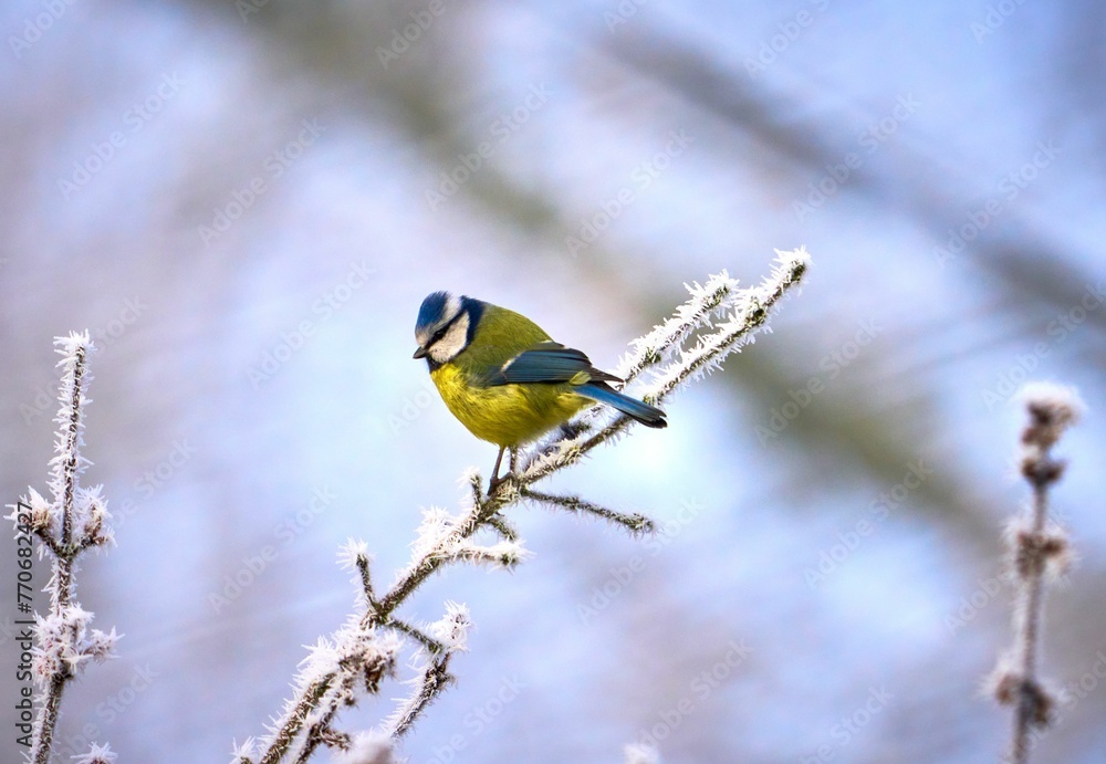 Blue tit perched on a frosty branch - obrazy, fototapety, plakaty 