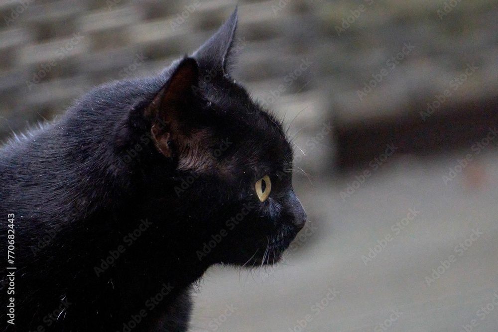 Closeup shot of a black cat - obrazy, fototapety, plakaty 