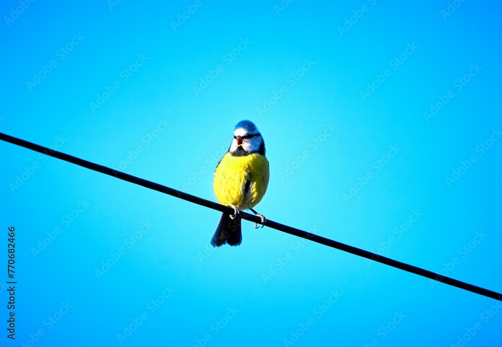 Blue tit perched on an electrical power line - obrazy, fototapety, plakaty 