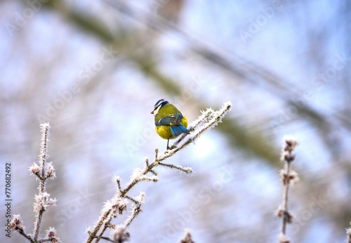 Blue tit perched on a frosty branch