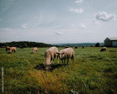 Group of grazing sheep in a lush green meadow with white clouds in the clear blue sky