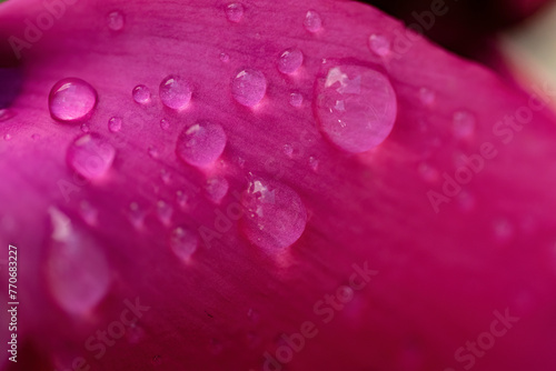 Water droplets on pink cyclamen petals after the rain, macro shot.