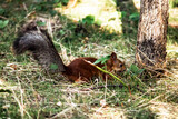 A squirrel with a nut buries a nut in the grass	
