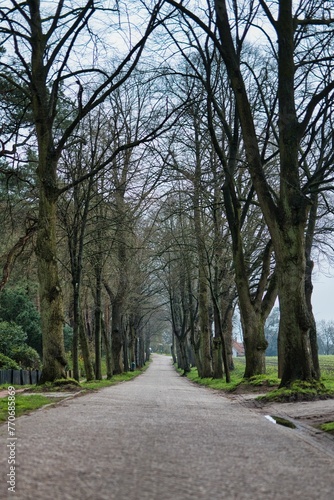 Winding rural road surrounded by a lush, green landscape of trees, creating a tranquil atmosphere
