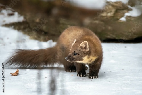 фотографія Close-up shot of a European pine marten with a wintery landscape on the backgrou