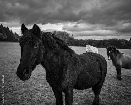 Black horse in a meadow against a dramatic autumn sky © Wirestock