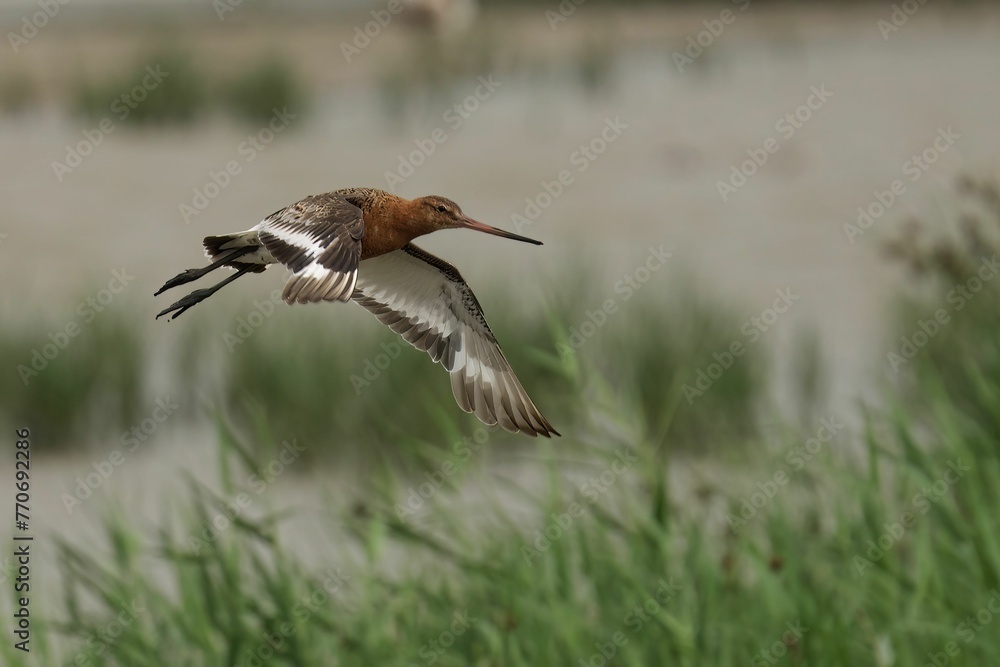Closeup of a Black-Tailed Godwit flying over a lake