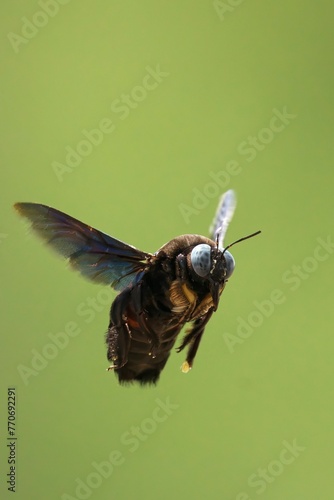 Vertical macro of a Carpenter Bee (Xylocopa Latipes) on a blurry green background photo