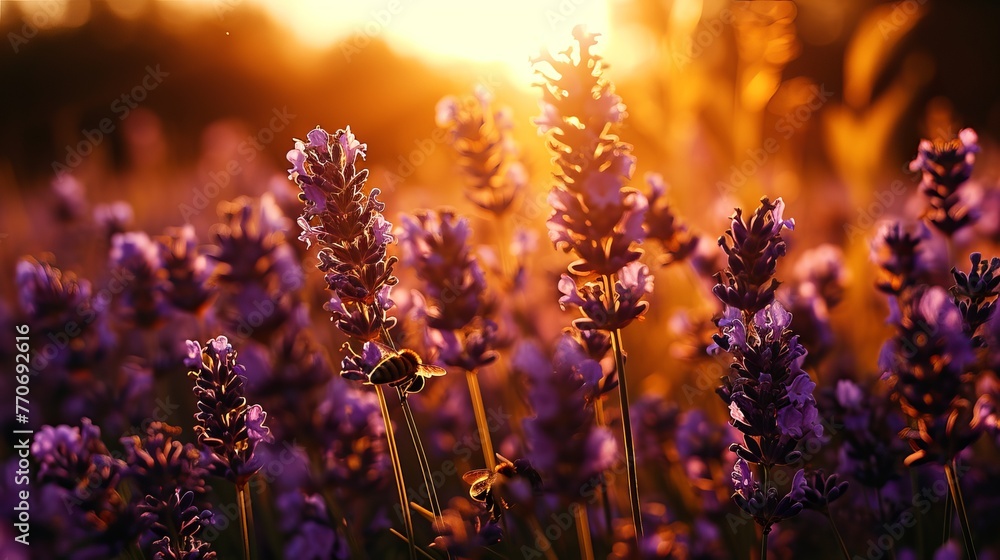 Obraz premium Golden Sunset Glow Over Lavender Field with Buzzing Bees, Nature’s Serenity