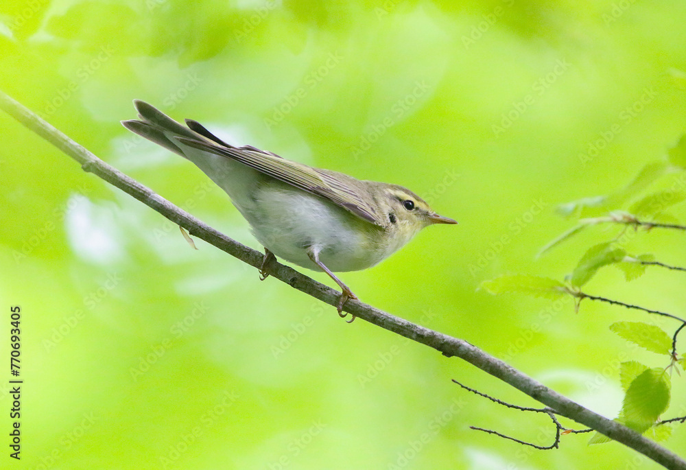 Wood Warbler