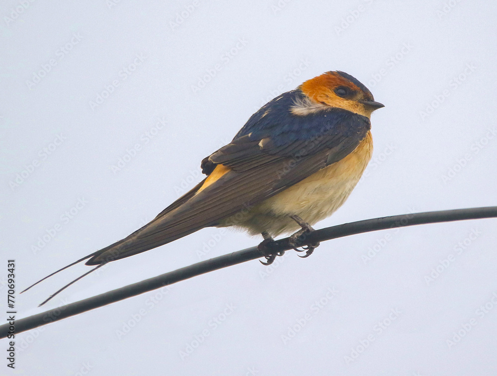 Red-rumped Swallow