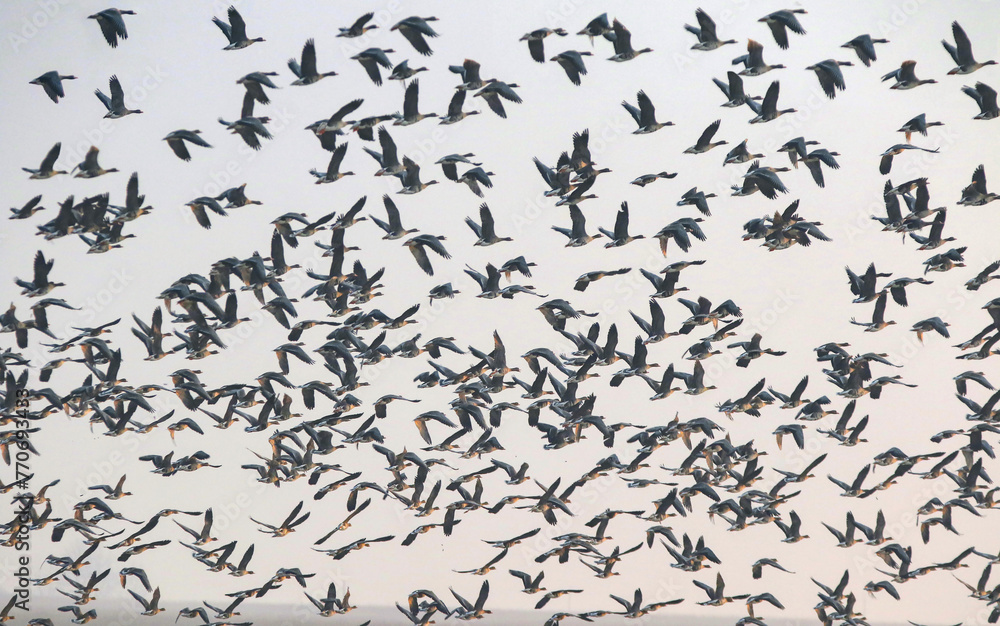 Greater White-fronted Goose.