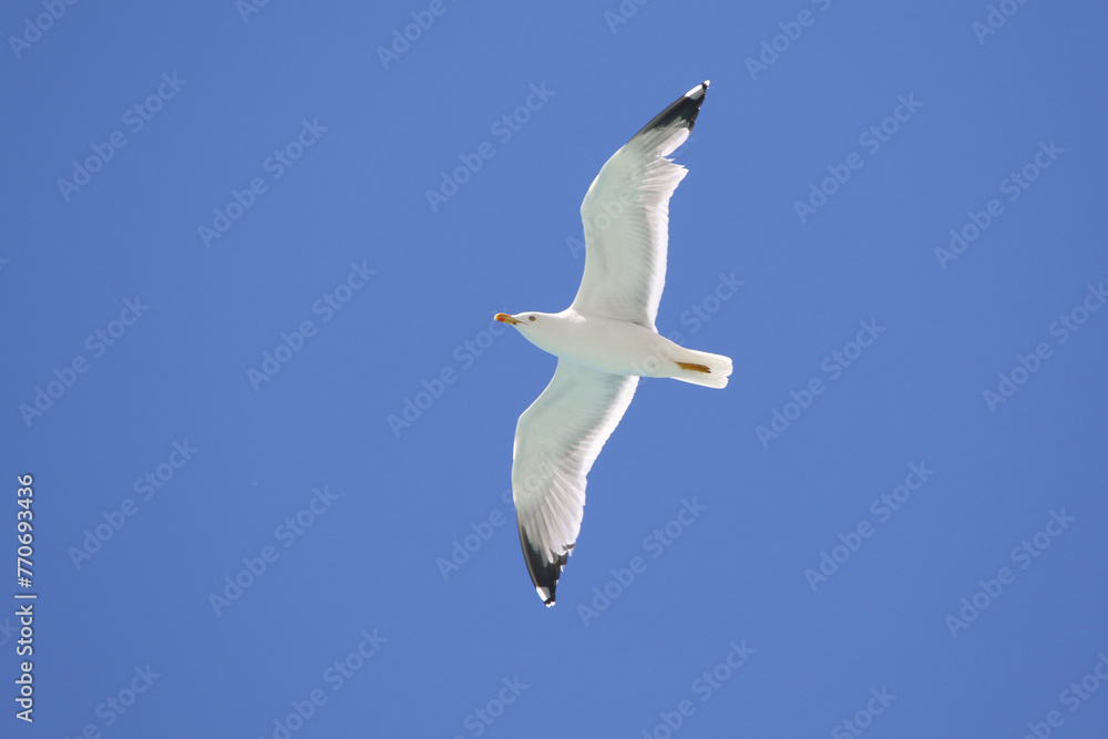 Yellow-legged Gull