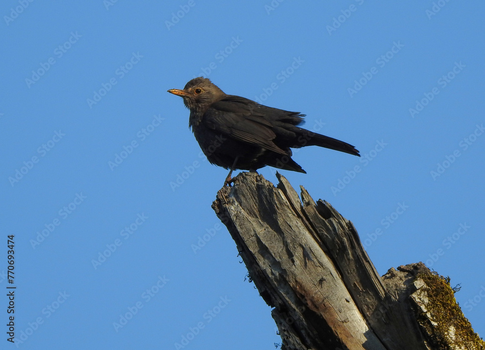 Eurasian Blackbird